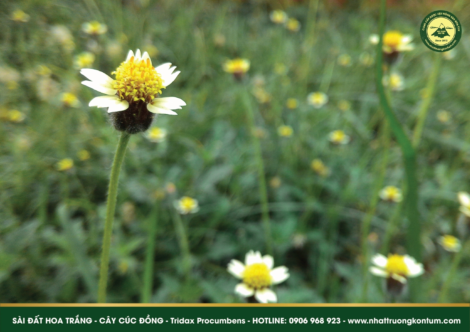 Sài đất hoa trắng - Tridax Procumbens loài thảo dược được đề cập trong Y Học Ayurvedic