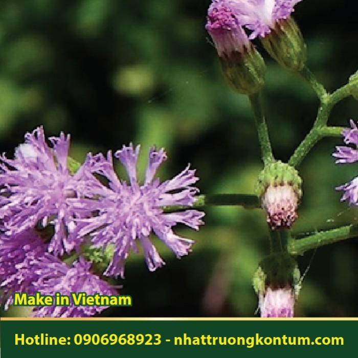 Bạch Đầu Ông - Vernonia cinerea - Túi 1kg