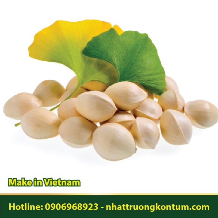 Bạch Quả - Ginkgo biloba - Túi 1kg