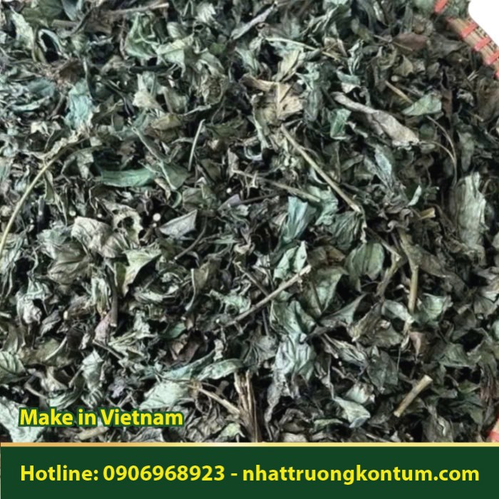 Cây Bầu Đất Tím - Rau Lúi - Kim Thất Khô - Gynura procumbens - Túi 1kg
