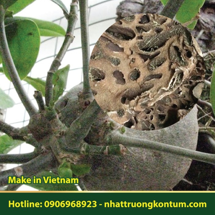 Bí Kỳ Nam Nhật Trường Kon Tum - Hydnophytum formicarum Jack Dried Vietnam - Túi 1kg