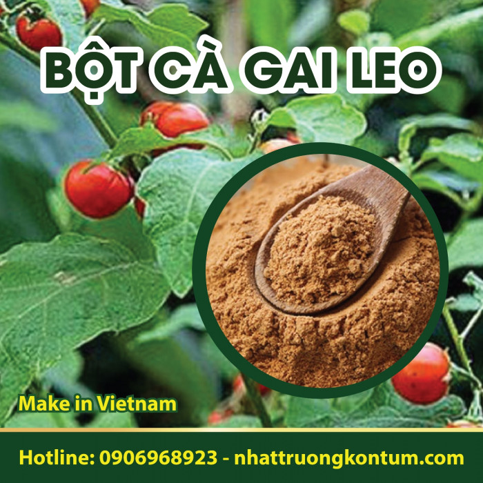 Bột Cà Gai Leo Kon Tum Việt Nam - Solanum procumbens Powder Vietnam - Túi 1kg