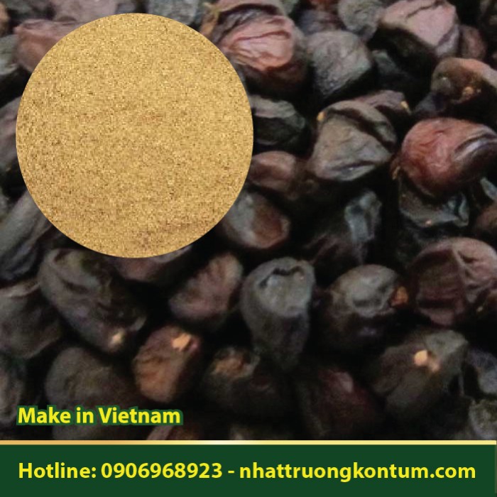 Bột Hạt Dổi Hạt Giổi Rừng Kon Tum - Dổi Nếp - Michelia tonkinensis Kon Tum Vietnam- Hũ 100g