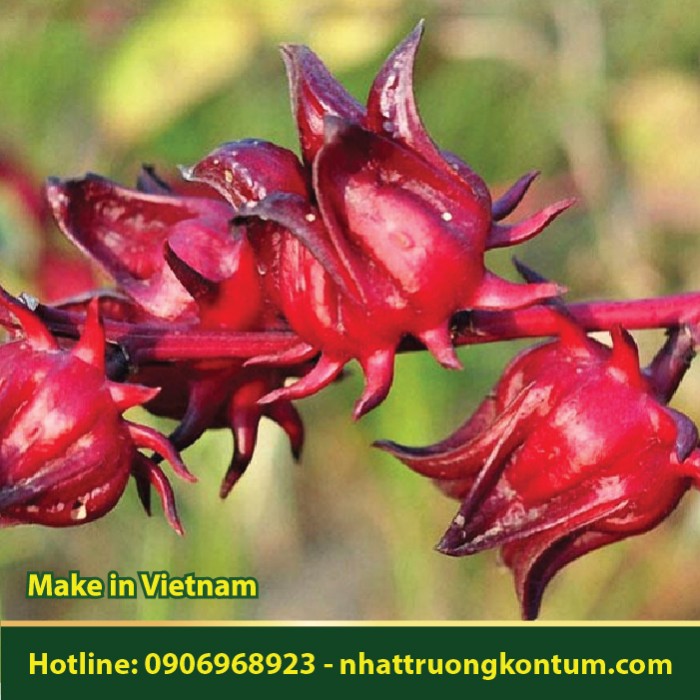 Bụp Giấm Tươi Nhật Trường Kon Tum - Hibiscus sabdariffa Vietnam - Túi 1kg