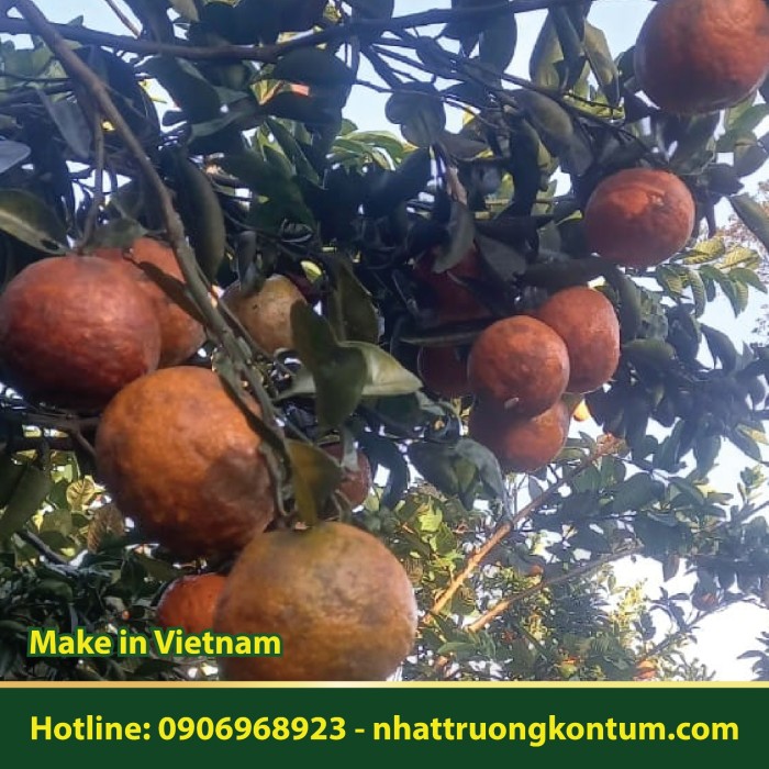 Cam Sành Vàng Hữu Cơ Măng Đen Nhật Trường Kon Tum - Organic Orange Mang Den Kon Tum Vietnam - 1kg