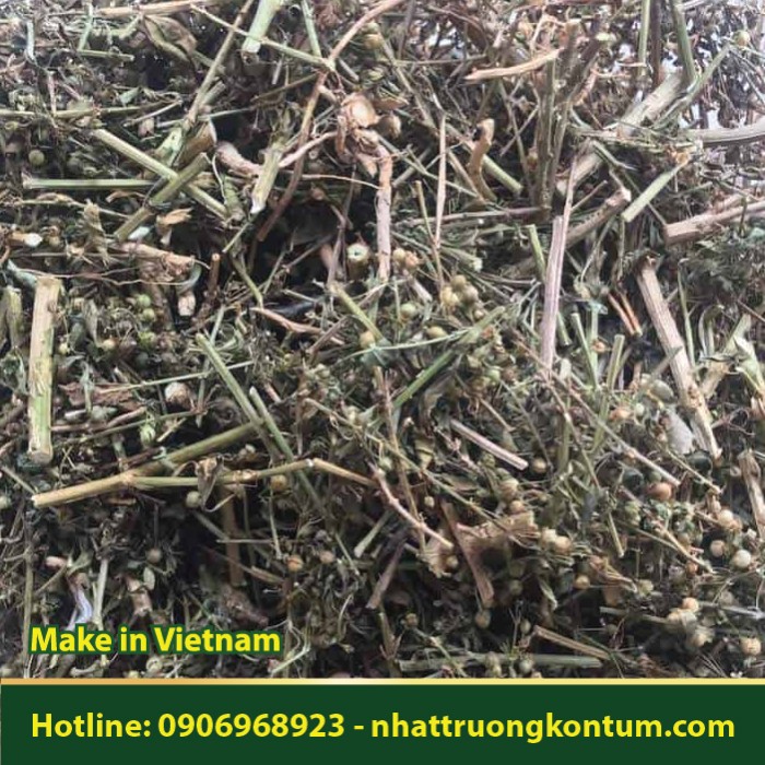 Cam Thảo Nam - Cam Thảo Đất - Scoparia dulcis Vietnam - Túi 1kg