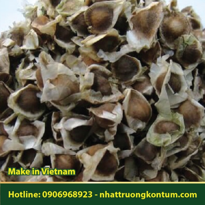 Hạt Chùm Ngây - Moringa oleifera Seed - Túi 1kg