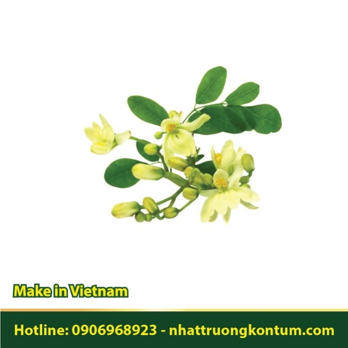 Hoa Chùm Ngây - Moringa oleifera Flower - Túi 1kg