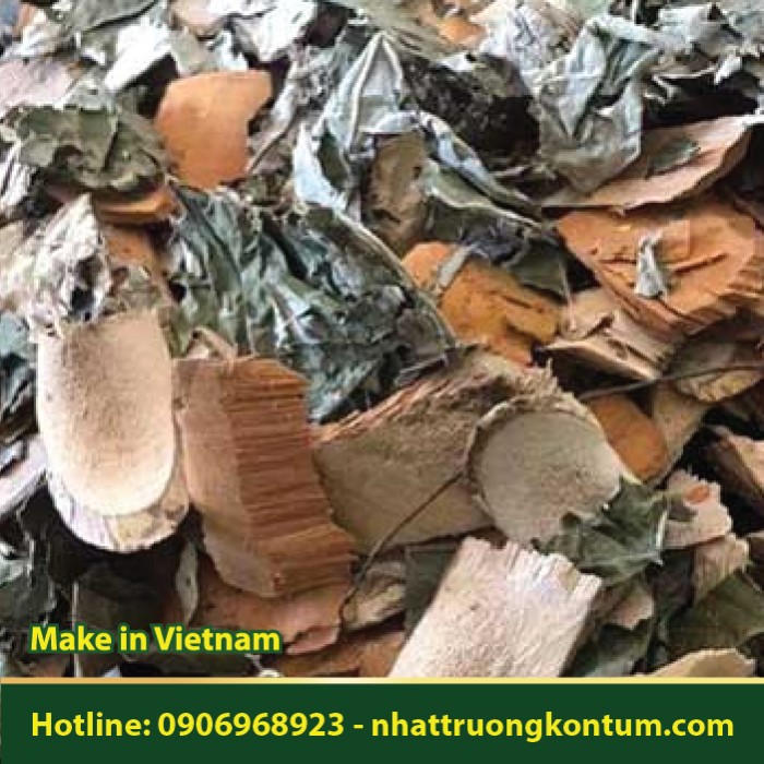 Cây Lá Gan - Cây Vọng Cách - Cây Cách Núi - Premna corymbosa - Túi 1kg