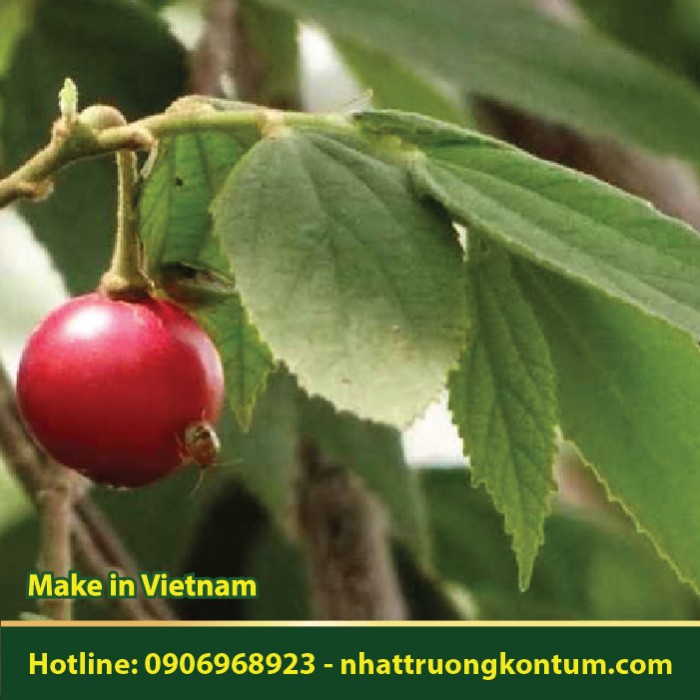 Lá Cây Trứng Cá - Muntingia calabura Leaves  - Túi 1kg