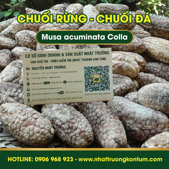 Chuối Hột Đá - Chuối Rừng Kon Tum - Musa acuminata Colla Kon Tum Vietnam - Túi 1kg