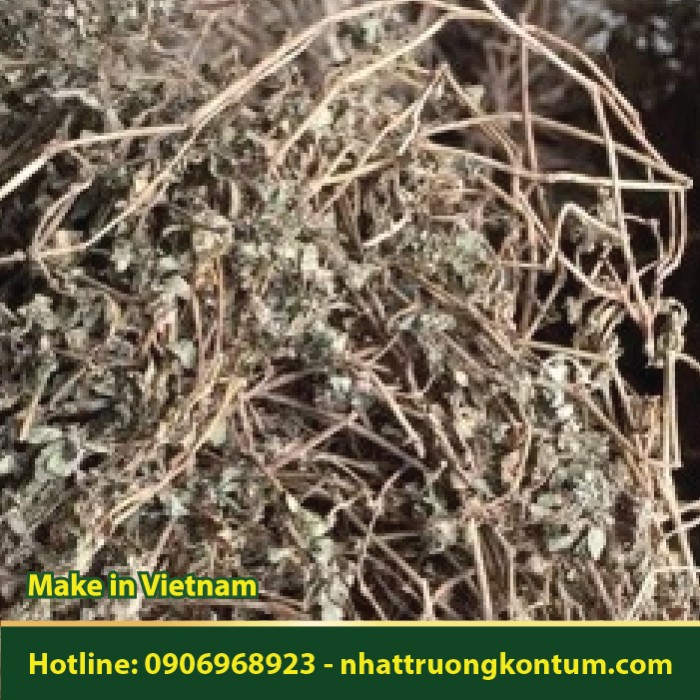 Cỏ Sữa Lá Nhỏ Khô - Euphorbia thymifolia - Túi 1kg
