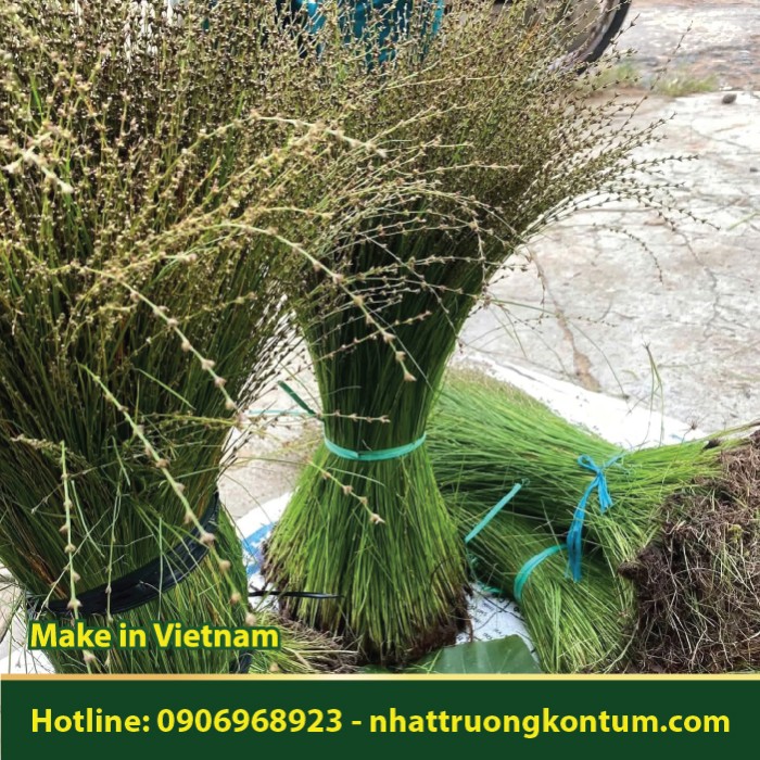 Cỏ Thơm Ê Đê - Tanacetum parthenium - Túi 1kg