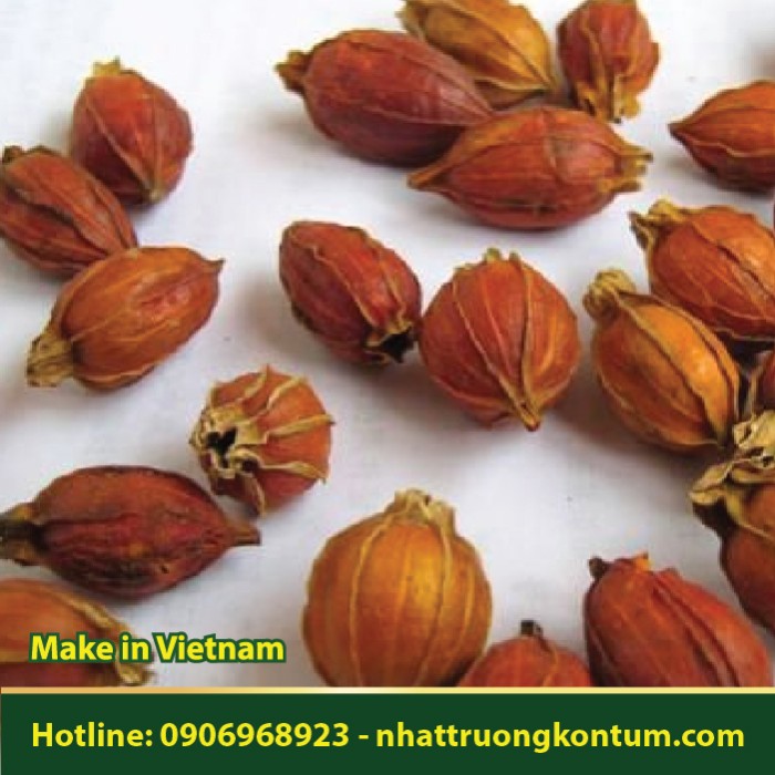 Quả Dành Dành Khô -  Gardenia jasminoides Dried Vietnam - Túi 1kg