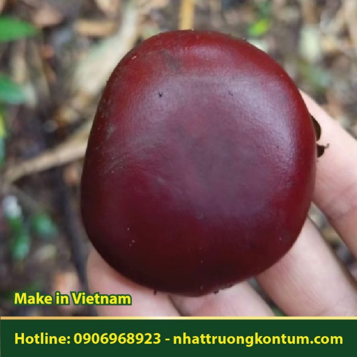 Đậu Bình An - Hạt Bàm Bàm - Entada phaseoloides Vietnam - 1 hạt