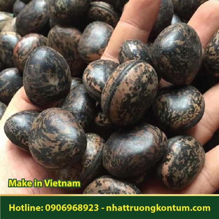 Đậu Lào Khô - Mucuna Gigante - Túi 1kg