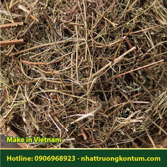 Diệp Hạ Châu Nhật Trường Kon Tum - Phyllanthus urinaria Vietnam - Túi 1kg
