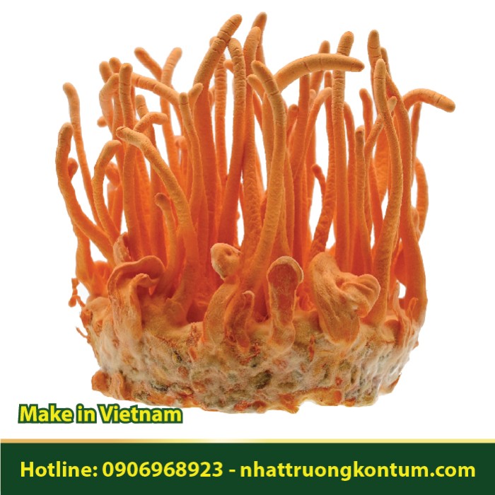 Đông Trùng Hạ Thảo khô - Cordyceps militaris Dried Vietnam - Túi 1kg