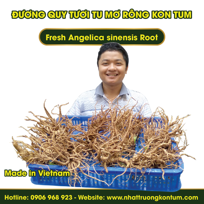 Đương Quy Tươi Tu Mơ Rông Ngọc Linh Kon Tum - Fresh Angelica sinensis - Túi 1kg