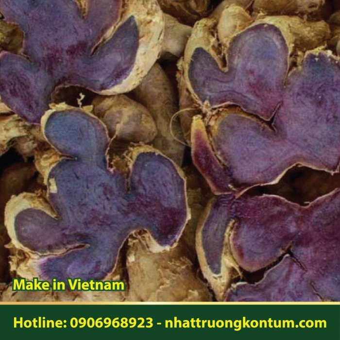 Gừng Đen - Ngải Đen Kon Tum - Black Galingale Dried Vietnam - Túi 1kg