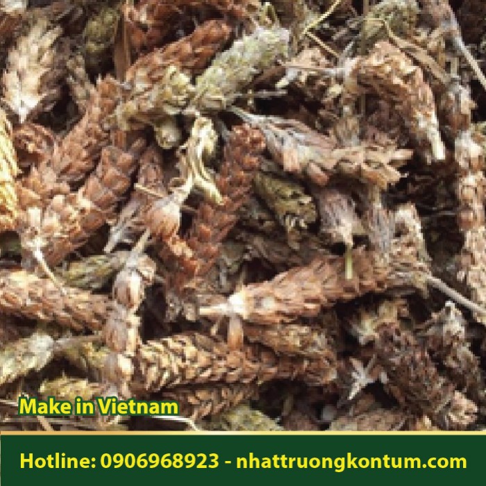 Hạ Khô Thảo - Toddalia asiatica - Túi 1kg