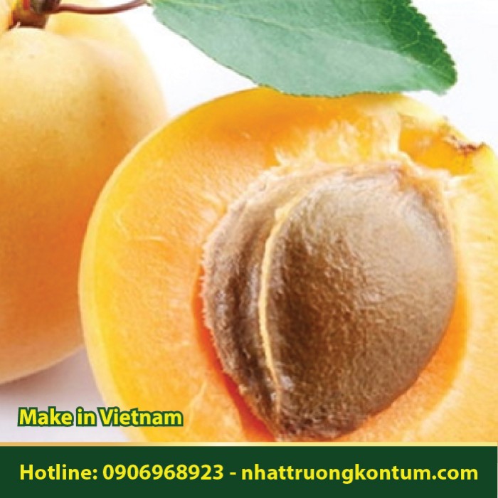 Hạnh Nhân Đắng - Hạt Quả Mơ - Prunus armeniaca - Túi 1kg