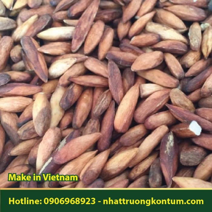 Hạt Bàng Khô - Terminalia catappa - Túi 1kg