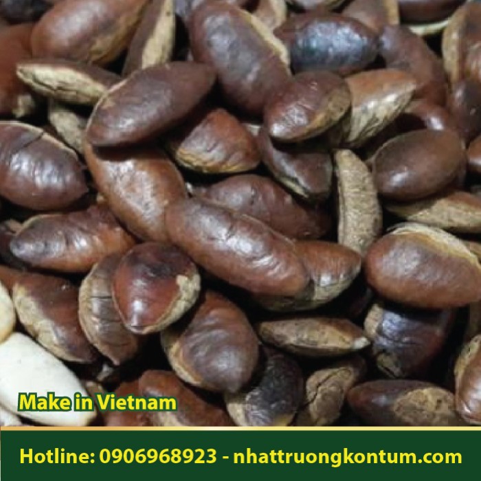 Hạt Konia Đã Rang - Irvingia malayana Vietnam - Túi 1kg
