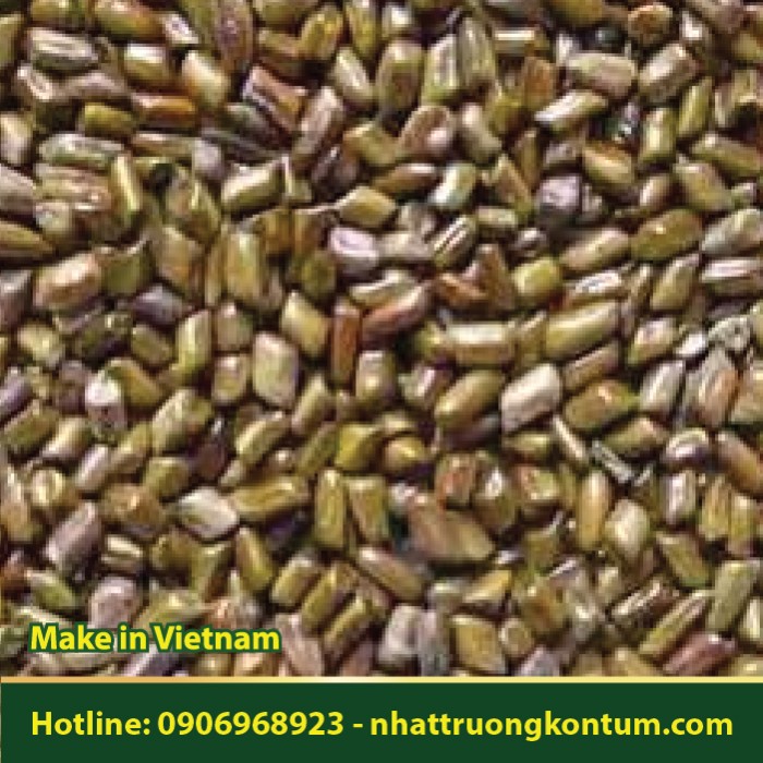 Hạt muồng - Thảo Quyết Minh - Cassia Tora Vietnam - Túi 1kg