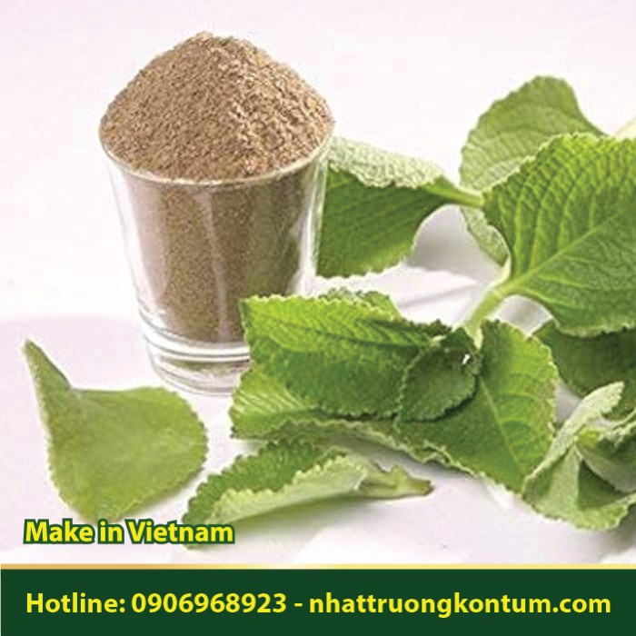 Bột Húng Chanh - Coleus amboinicus Powder Vietnam - Túi 1kg