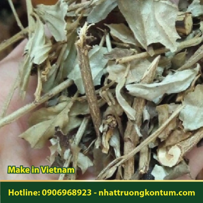 Khổ Sâm Cho Lá - Croton tonkinensis Gagnep - Túi 1kg