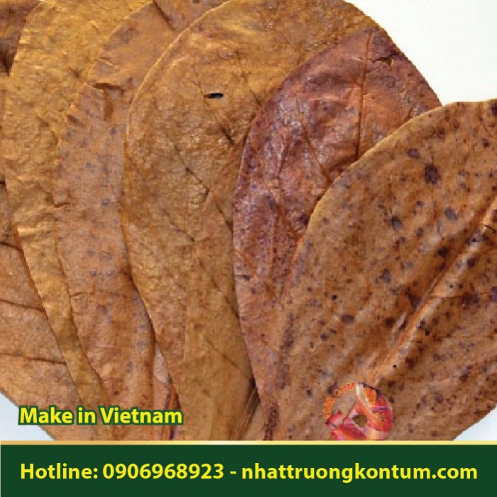 Lá Bàng Khô - Terminalia catappa - Túi 1kg