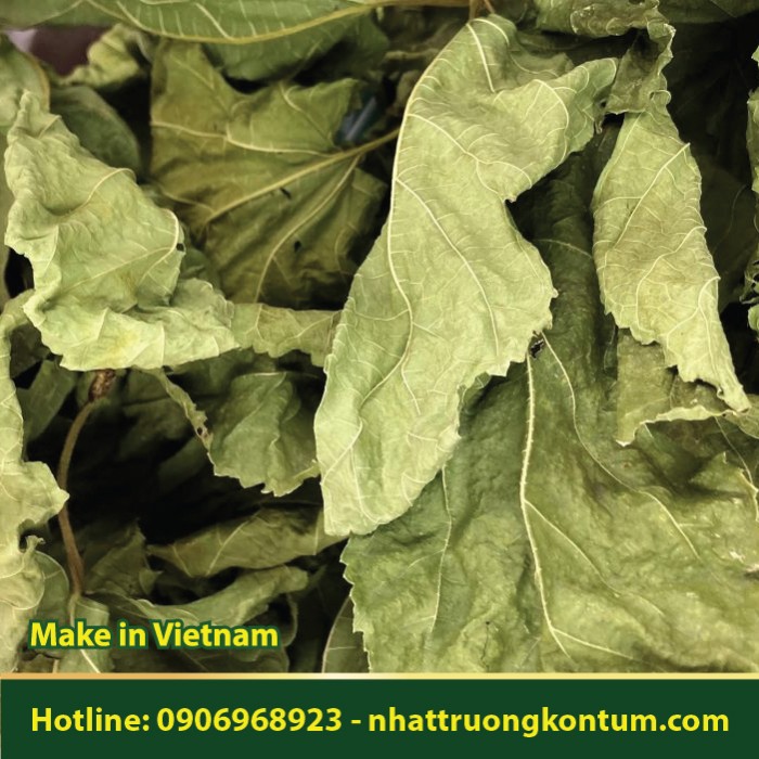 Lá Dâu Tằm - Morus alba Vietnam - Túi 1kg