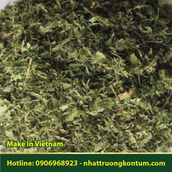 Lá Đinh Lăng Tây Nguyên khô - Polyscias fruticosa Leaf dried - Túi 1kg