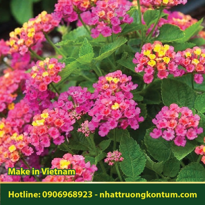 Lá Ngũ Sắc Khô - Lantana camara - Túi 1kg