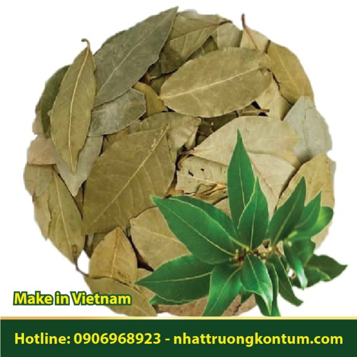 Lá Nguyệt Quế Khô - Laurus nobilis - Túi 0.5kg