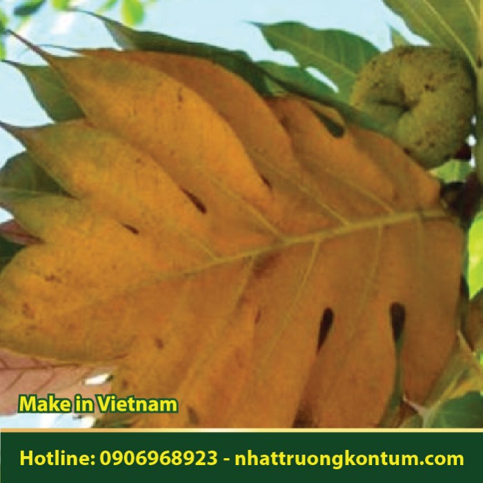 Lá Sa Kê Sấy Khô - Artocarpus altilis - Túi 1kg