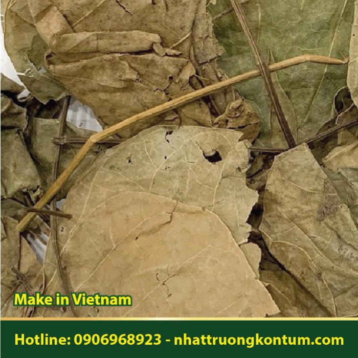 Lá Vông Nem - Erythrina variegata - Túi 1kg