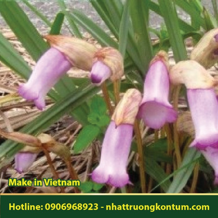 Cây Lệ Dương - Aeginetia indica - Túi 1kg