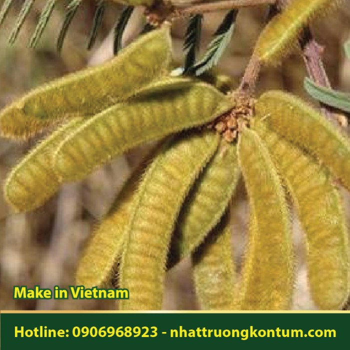 Cây Mai Dương - Cây Mắt Mèo Xâm Hại - Mimosa pigra - Túi 1kg