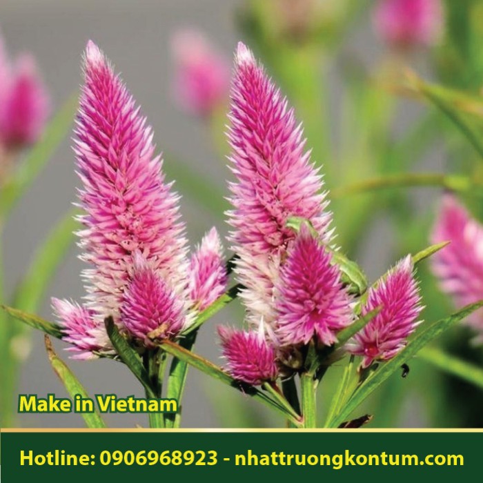 Mào Gà Trắng - Mồng gà trắng - Celosia argentea - Túi 1kg