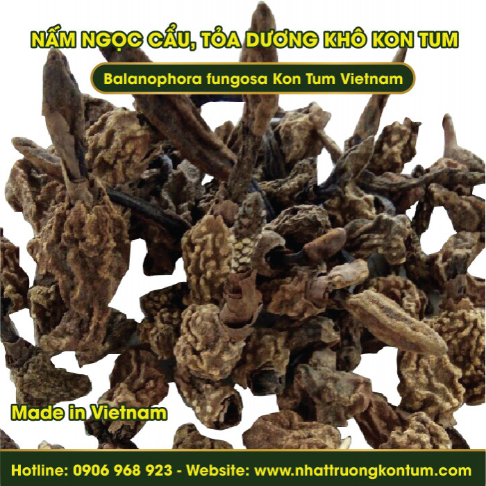 Nấm Ngọc Cẩu, Tỏa Dương Khô Kon Tum Việt Nam - Fresh Balanophora fungosa Kon Tum Vietnam - Túi 1kg