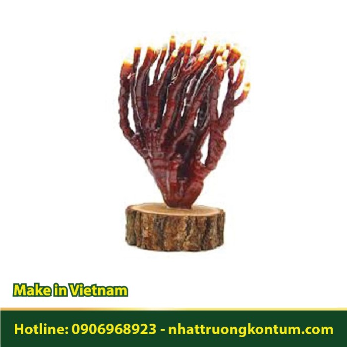 Nấm Linh Chi Sừng Hươu - Ganoderma lucidum Dried Vietnam - Túi 0.5kg