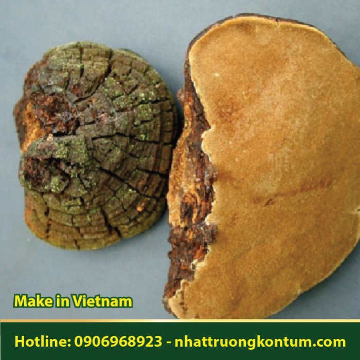 Nấm Thượng Hoàng Rừng Việt Nam - Linh Chi Vàng Việt Nam - Phellinus linteus Vietnam - Túi 0.5kg