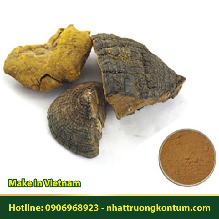 Bột Nấm Thượng Hoàng Rừng Việt Nam - Linh Chi Vàng Việt Nam - Phellinus linteus Powder Vietnam - Túi 0.5kg