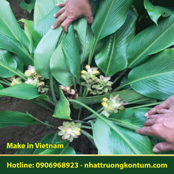 Nghệ Trắng - Ngải Trắng - Curcuma longa White Dried Vietnam - Túi 1kg