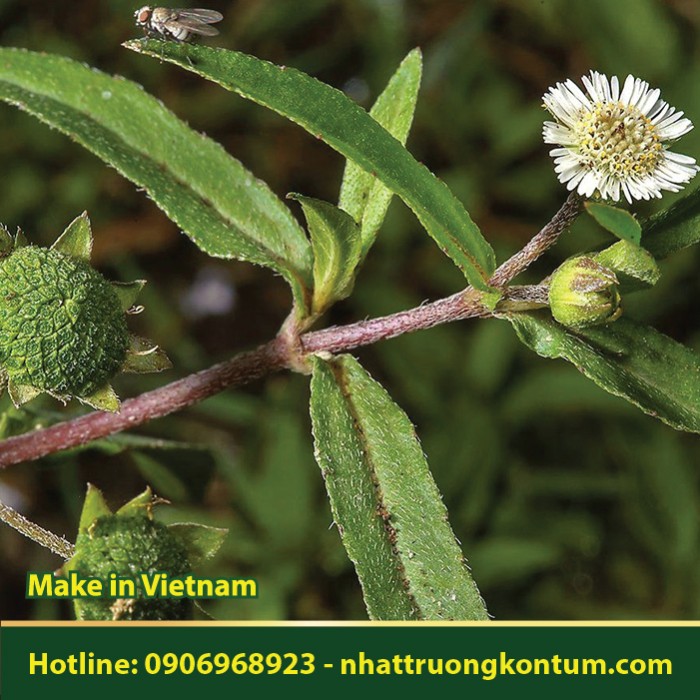 Nhọ Nồi - Cỏ Mực - Eclipta prostrata - Túi 1kg