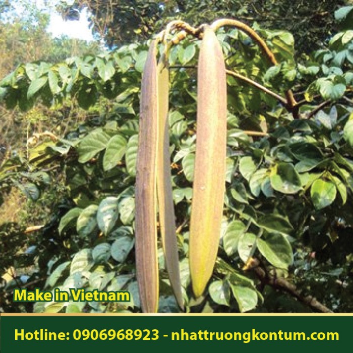 Quả Núc Nác - Mộc Hồ Điệp - Oroxylum indicum Vietnam - Túi 1kg