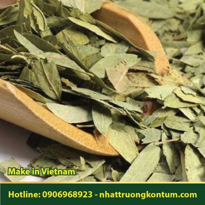Phan Tả Diệp Nhật Trường Kon Tum - Senna alexandrina Vietnam - Túi 1kg