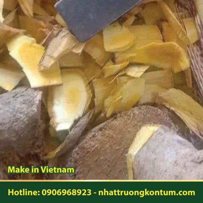 Rễ và Thân Cây Nhàu Rừng - Nhàu Núi Kon Tum - Morinda citrifolia roots Vietnam - Túi 1kg